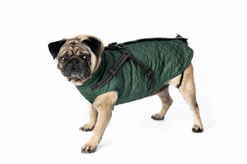 Ubranko dla psa kurtka na chłodne dni zielona L